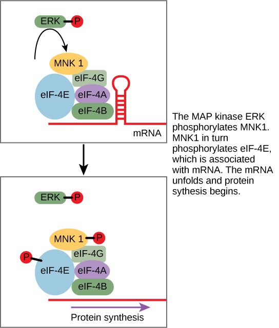 signal transduction pathway diagram