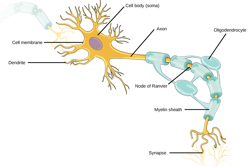 Illustration shows a neuron. The main part of the cell body, called the soma, contains the nucleus. Branch-like dendrites project from three sides of the soma. A long, thin axon projects from the fourth side. The axon branches at the end. The tip of the axon is in close proximity to dendrites of an adjacent nerve cell. The narrow space between the axon and dendrites is called the synapse. Cells called oligodendrocytes are located next to the axon. Projections from the oligodendrocytes wrap around the axon