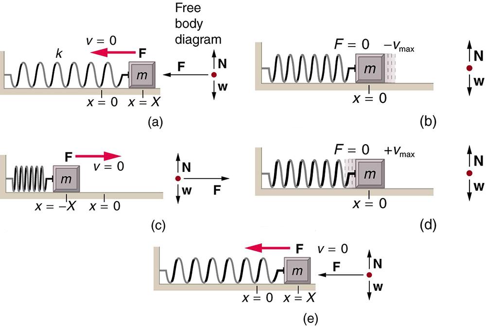 16.3 Simple Harmonic Motion A Special Periodic Motion Texas Gateway