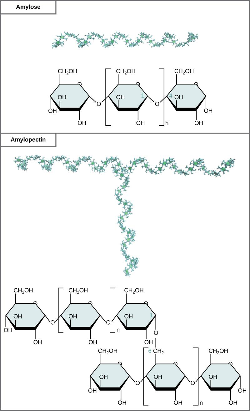 The chemical structures of amylose and amylopectin are shown. Amylose consists of unbranched chains of glucose subunits, and amylopectin consists of branched chains of glucose subunits.