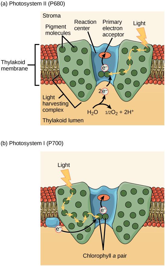 Illustration a shows the structure of PSII, which is embedded in the thylakoid membrane. At the core of PSII is the reaction center. The reaction center is surrounded by the light-harvesting complex, which contains antenna pigment molecules that shunt light energy toward a pair of chlorophyll a molecules in the reaction center. As a result, an electron is excited and transferred to the primary electron acceptor. A water molecule is split, releasing two electrons which are used to replace excited electrons