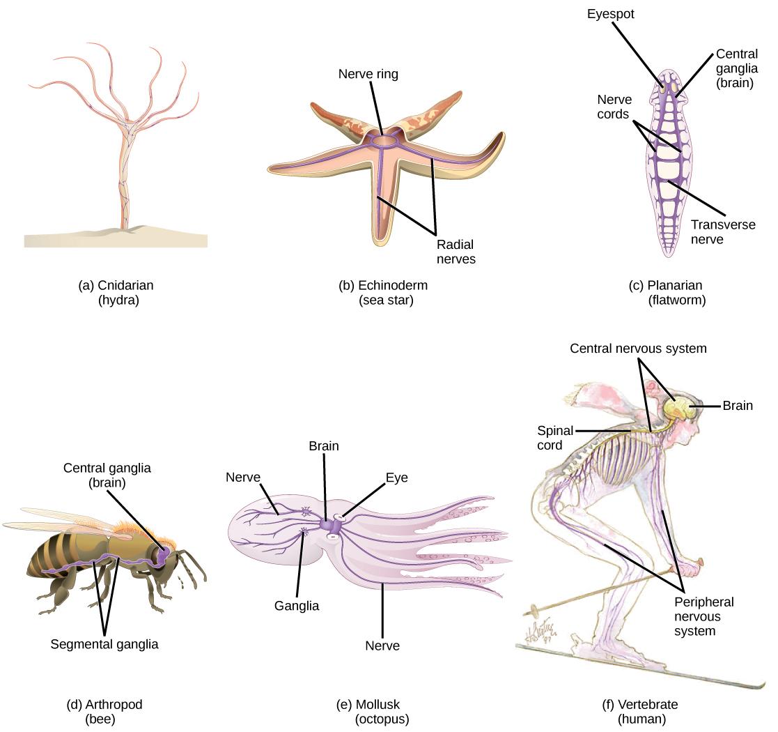 Illustration A shows the nerve net of a hydra, which resembles a fish net surrounding the body. Illustration B shows the nervous system of a sea star. A nerve ring is present in the center of the body. Radiating out from this ring into the five arms are radial nerves. Illustration C shows the nervous system of a planarian, or flatworm. The flatworm has centralized ganglia, or brains, around each eye in the anterior end, and two nerve cords that run along the sides of the body. Transverse nerves connect th