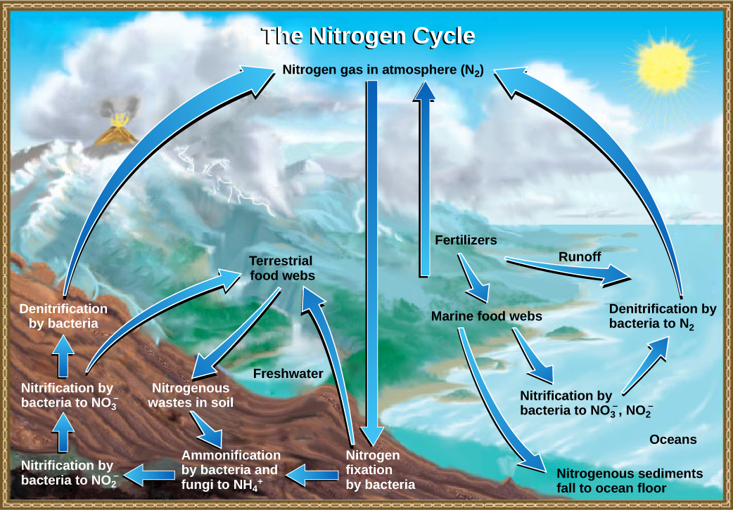 This illustration shows the nitrogen cycle. Nitrogen gas from the atmosphere is fixed into organic nitrogen by nitrogen-fixing bacteria. This organic nitrogen enters terrestrial food webs, and it leaves the food webs as nitrogenous wastes in the soil. Ammonification of this nitrogenous waste by bacteria and fungi in the soil converts the organic nitrogen to ammonium ion (NH4 plus). Ammonium is converted to nitrite (NO2 minus), then to nitrate (NO3 minus) by nitrifying bacteria. Denitrifying bacteria conve