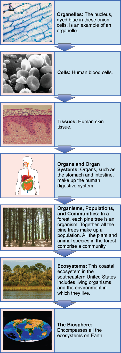 A flow chart shows the hierarchy of living organisms. From smallest to largest, this hierarchy includes: (1) Organelles, such as nuclei, that exist inside cells. (2) Cells, such as a red blood cell. (3) Tissues, such as human skin tissue. (4) Organs such as the stomach make up the human digestive system, an example of an organ system. (5) Organisms, populations, and communities. In a forest, each pine tree is an organism. Together, all the pine trees make up a population. All the plant and animal species 