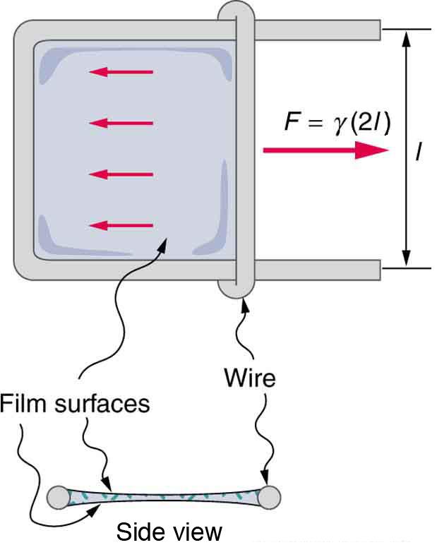 11.8 Cohesion and Adhesion in Liquids Surface Tension and Capillary