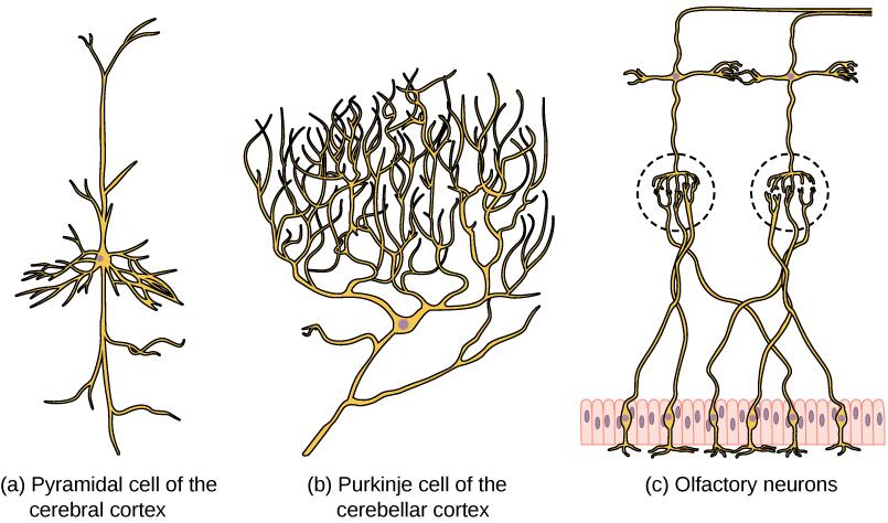 Part A shows a pyramidal cell with two long, branched projections on either end of the soma. Dendrites branch from either side. Part B shows a Purkinje cell with highly branched dendrites opposite the axon. Part C shows cells with long, thin axons. The dendrites are less branched than in pyramidal or Purkinje cells.