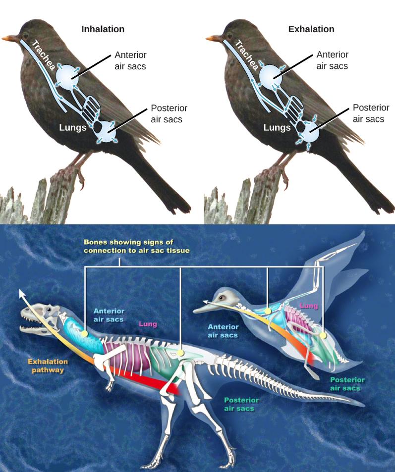 Spo2 Birds 30.3 Breathing | Texas Gateway