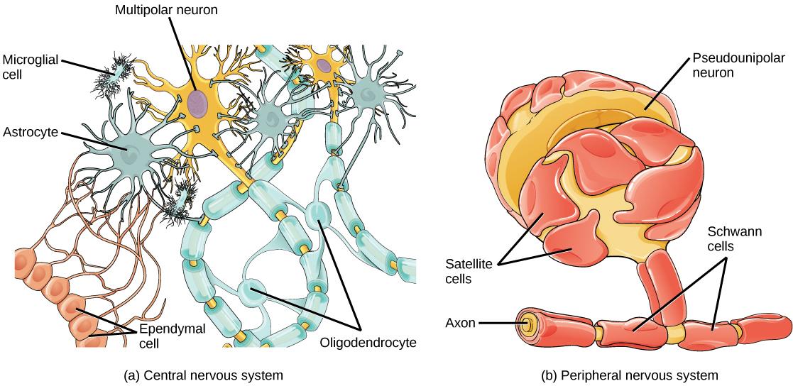 Illustration A shows various types of glial cells surrounding a multipolar nerve of the central nervous system. Oligodendrocytes have an oval body and protrusions that wrap around the axon. Astrocytes are round and slightly larger than neurons, with many extensions projecting outward to neurons and other cells. Microglia are small and rectangular, with many fine projections. Ependymal cells have small, round bodies lined up in a row. Long extensions connect with an astrocyte. Illustration B shows a pseudo