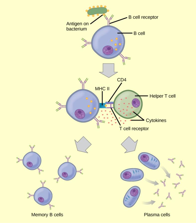 33 2 Adaptive Immune Response Texas Gateway