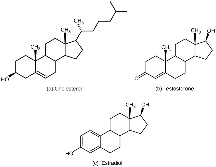 Part A shows the molecular structure of cholesterol, which has three six-carbon rings attached to a five-carbon ring. A hydroxyl group is attached to the first six-membered ring, and a branched carbon chain is attached to the five-membered ring. Two methyl groups are attached each to a carbon that links the rings together. Part B shows the molecular structure of testosterone, which has a hydroxyl group in place of the branched carbon chain found on cholesterol. A ketone instead of a hydroxyl group is atta