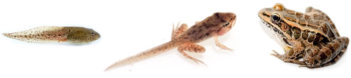 Photo A shows a tadpole. Photo b shows a frog that has developed legs but still has the tail of a tadpole. Photo C shows a fully grown frog.