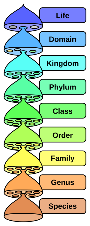 Life, Domain, Kingdom, Phylum, Class, Order, Family, Genus, Species