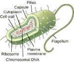 In this illustration, the prokaryotic cell is rod shaped. The circular chromosome is concentrated in a region called the nucleoid. The fluid inside the cell is called the cytoplasm. Ribosomes, depicted as small circles, float in the cytoplasm. The cytoplasm is encased by a plasma membrane, which in turn is encased by a cell wall. A capsule surrounds the cell wall. The bacterium depicted has a flagellum protruding from one narrow end. Pili are small protrusions that project from the capsule all over the ba