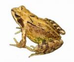 adultfrog