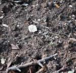 soil